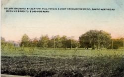 A celery farm in Bartow