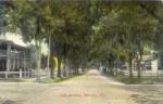A lovely view of one of the streets in Bartow, showing the famed oak trees.